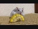 とうもろこし　【オッドアイのハムスター】