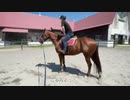 【乗馬体験！】早来エクワインでオリミツに初乗馬してきたよ！