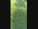2021年８月５日に動画を撮ってみた。