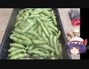 ゆっくり農民165ソラマメを育ててみませんか？#3
