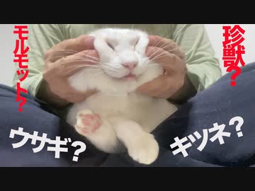 約2頭身の白い謎生物を膝上で捕獲