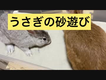うさぎの砂遊び