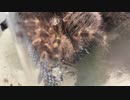 [マッツミケルセンに]タランチュラ飼育日記その２６５[抱きしめられたい]