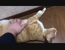 唐突に転がる猫