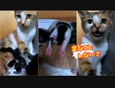 『シーツ交換時が大変』心配する母猫…騒ぐ赤ちゃん【生後2日目-3 五匹の子猫】