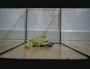 【Frog Breeding】今日も元気にセミ(Cicada)を食う！