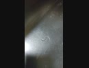 鱈の寄生虫が踊ってみた
