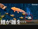 0720B【鯉がカルガモ親子を襲う】雛鳥の捕食で食べられる水黽。小さなカモのお昼寝とトイレのマナー。ハクセキレイ捕食・スッポン幼獣。　#身近な生き物語　#カルガモ親子　#コイ