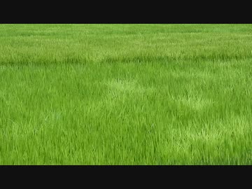 風に稲がなびく