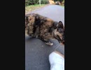 激しい空腹で野良猫が鳴きながら転がる#Shorts 【野良猫】【感動猫】