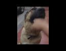 My Video