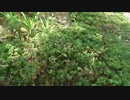 サッカー時間変更かよ！！/らじこ　Free　Talk NATIVE