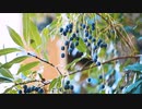Nice Overseas Video-introduce