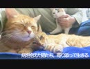後期腎不全の元ボス猫、寄り添う仲間猫と鬼門の夏に挑む