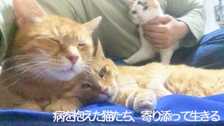 後期腎不全の元ボス猫、寄り添う仲間猫と鬼門の夏に挑む