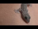 ヤモリのこどもを見るだけ