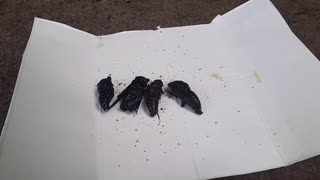 セミ兄貴のおいしい食べ方(素揚げ編)