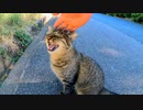 道路に野良猫がいたので近づいたら何か話し掛けてきた。