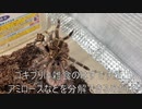 [食物繊維は]タランチュラ飼育日記その２６６[消化できない]