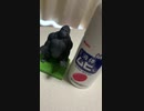 いかないで　歌ってみた