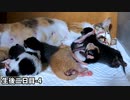 赤ちゃんが母猫の下敷きに…「気をつけなければなりません」【生後2日目-4 五匹の子猫】