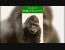 動物豆知識『ゴリラ』