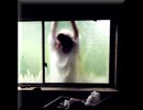 カルト・トリック【ゆっくり朗読】
