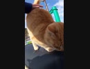 日本で一番悪い猫！猫島編#Shorts 【野良猫】【感動猫】
