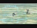 依頼を受けて、口笛を吹いてカモを沈めてみた