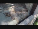 【ノーナレ動物動画】むしろ暑かろうに【到津の森公園】Prairie dogs in the heat of a Japanese summer.