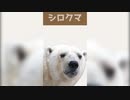 動物豆知識『シロクマ』