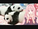 「赤ちゃんパンダ」に命名！”上野動物園で募集中”双子のパンダの名前考えようぜ！【VOICEROID劇場＋生声】