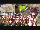 【思い切って野草を食べてみよう】#28 スベリヒユさんで「スパナコピタ」！