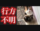 我が家のかわいい猫たちが行方不明になりました