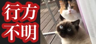 我が家のかわいい猫たちが行方不明になりました