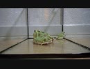【Frog Breeding】同族？そんなの関係ねええ！