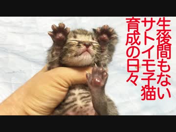 少年猫、産まれたてのサトイモ子猫に出会う