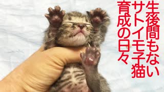 少年猫、産まれたてのサトイモ子猫に出会う