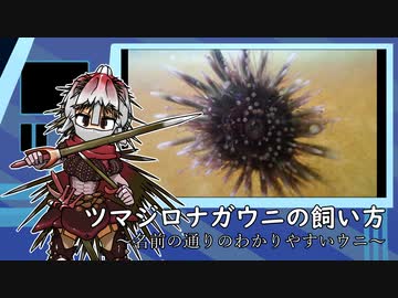 ツマジロナガウニの飼い方