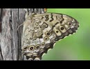 その辺の生き物(夏)その２