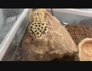 [疲れたマン]タランチュラ飼育日記その２６７[TSUKARETA]