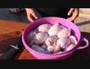 こいつ羊のタマとか食べだしましたよ？やっぱ好きなんすねぇ