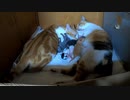 妹を連れて行かないでと叫ぶ母猫【生後3日目-1 五匹の子猫】