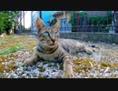 ツーリングの途中に公園に立ち寄ったら野良猫がいたのでナデナデしてきた