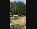 [WDW] アンコーレ・ワトゥシ(牛) & フラミンゴ/ キリマンジャロ・サファリ/アニマル・キングダム/ディズニー・ワールド・リゾート/(2018/11/1)