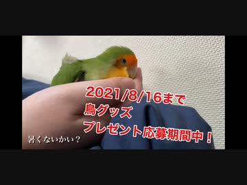 暑い中密着してくるインコ(プレゼント企画有)