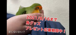 暑い中密着してくるインコ(プレゼント企画有)