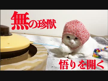 白猫型珍獣、猫の悟りを開いて無の境地に至る