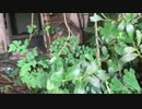 廃墟配信　ホテル別荘