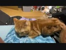 膝の上の猫　long 背中多め